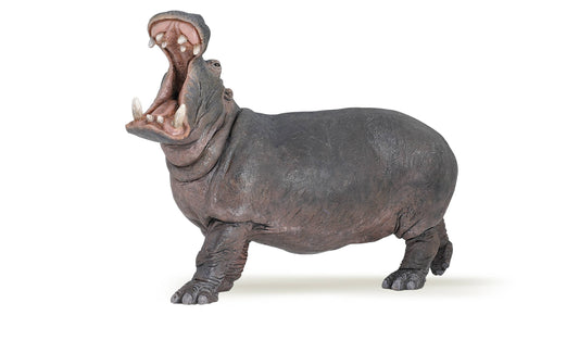 Hippopotamus