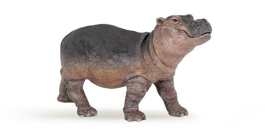 Hippopotamus Calf