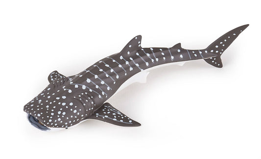 Young Whale Shark