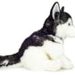 Husky sitting 30 cm - plush toy - soft toy