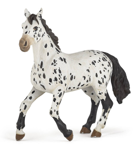 Black Appaloosa Horse