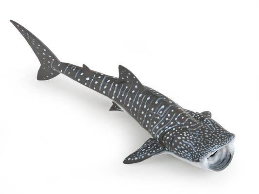 Whale Shark