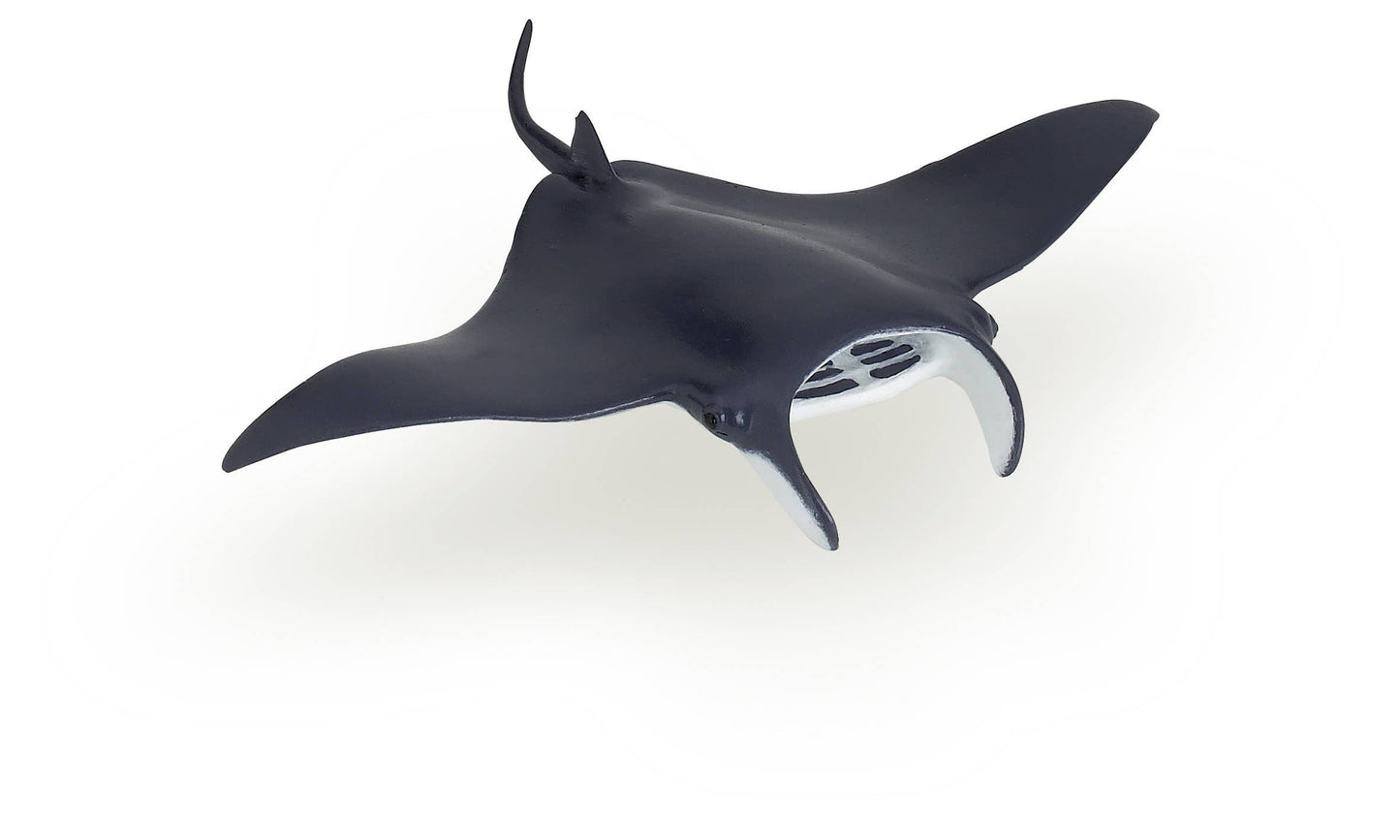 Manta Ray