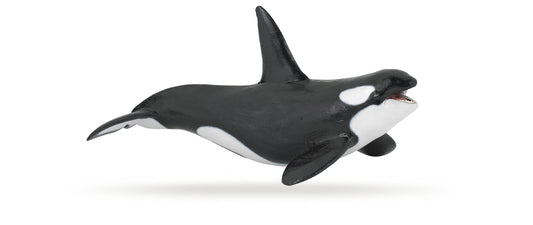 Killer Whale